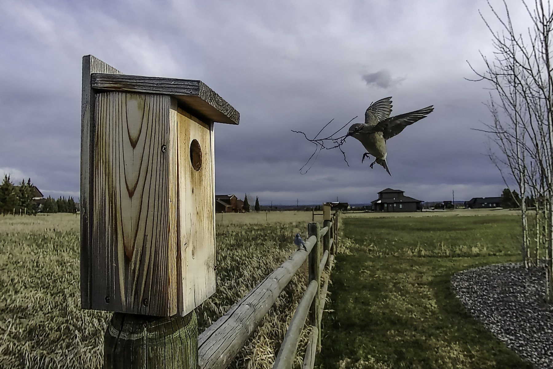 Bluebird on trailcam.  Click for next photo.