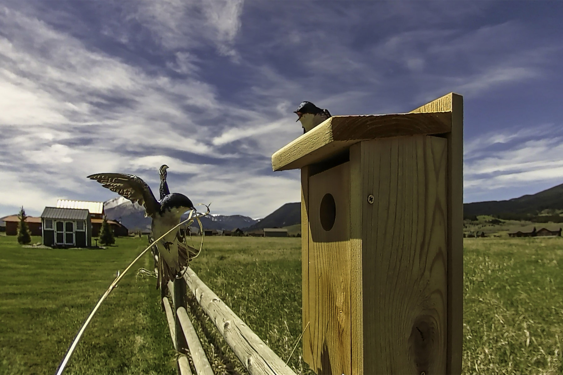 Tree swallows on trailcam.  Click for next photo.