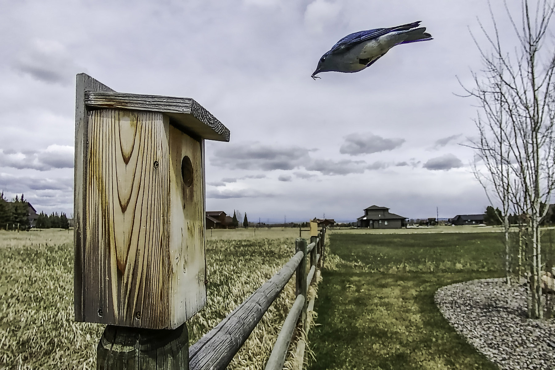 Bluebird on trailcam.  Click for next photo.
