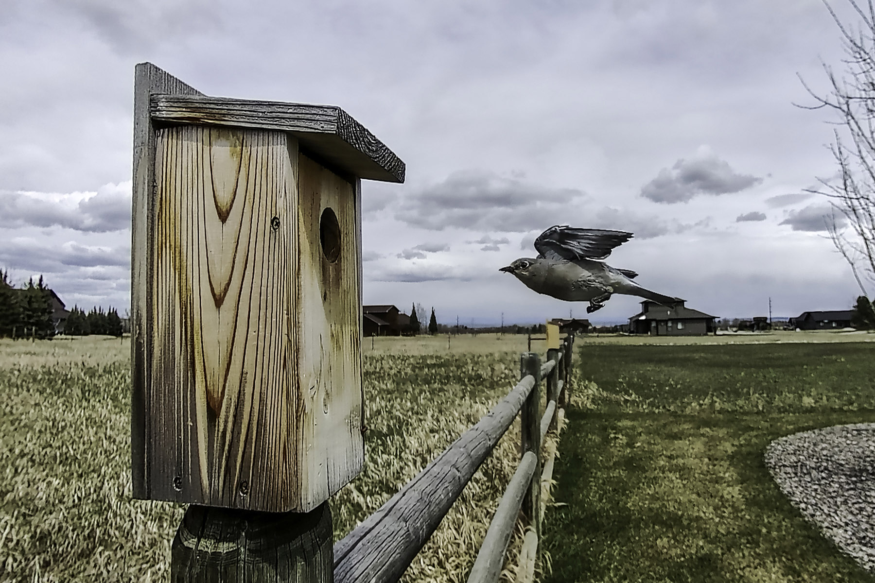 Bluebird on trailcam.  Click for next photo.