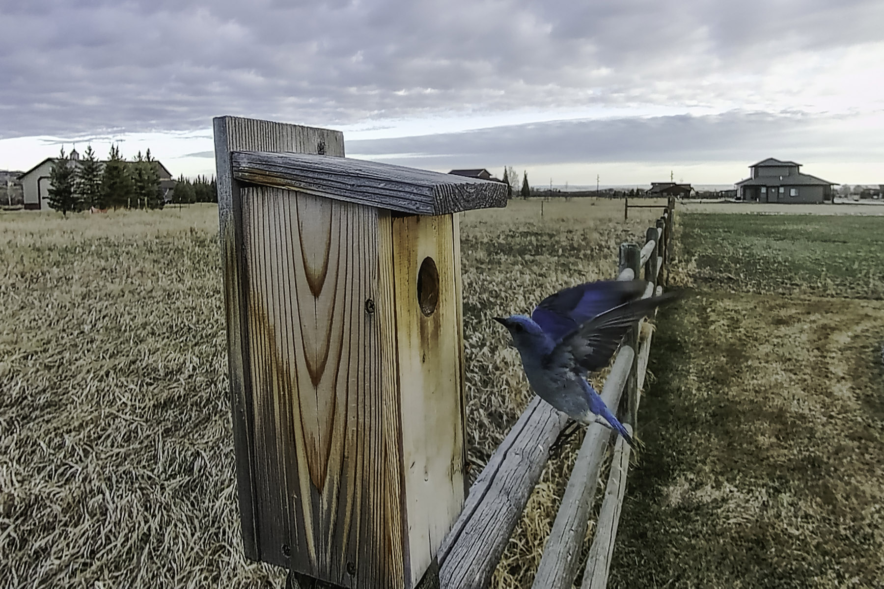 Bluebird on trailcam.  Click for next photo.