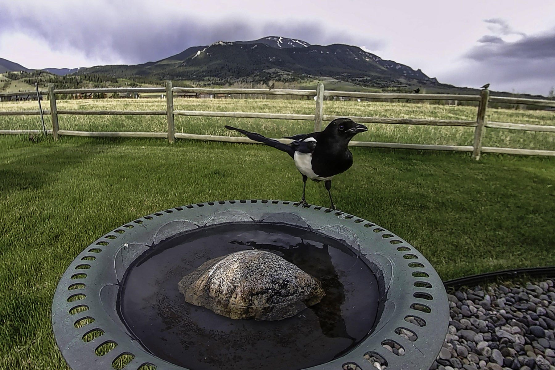 Magpie.  Click for next photo.