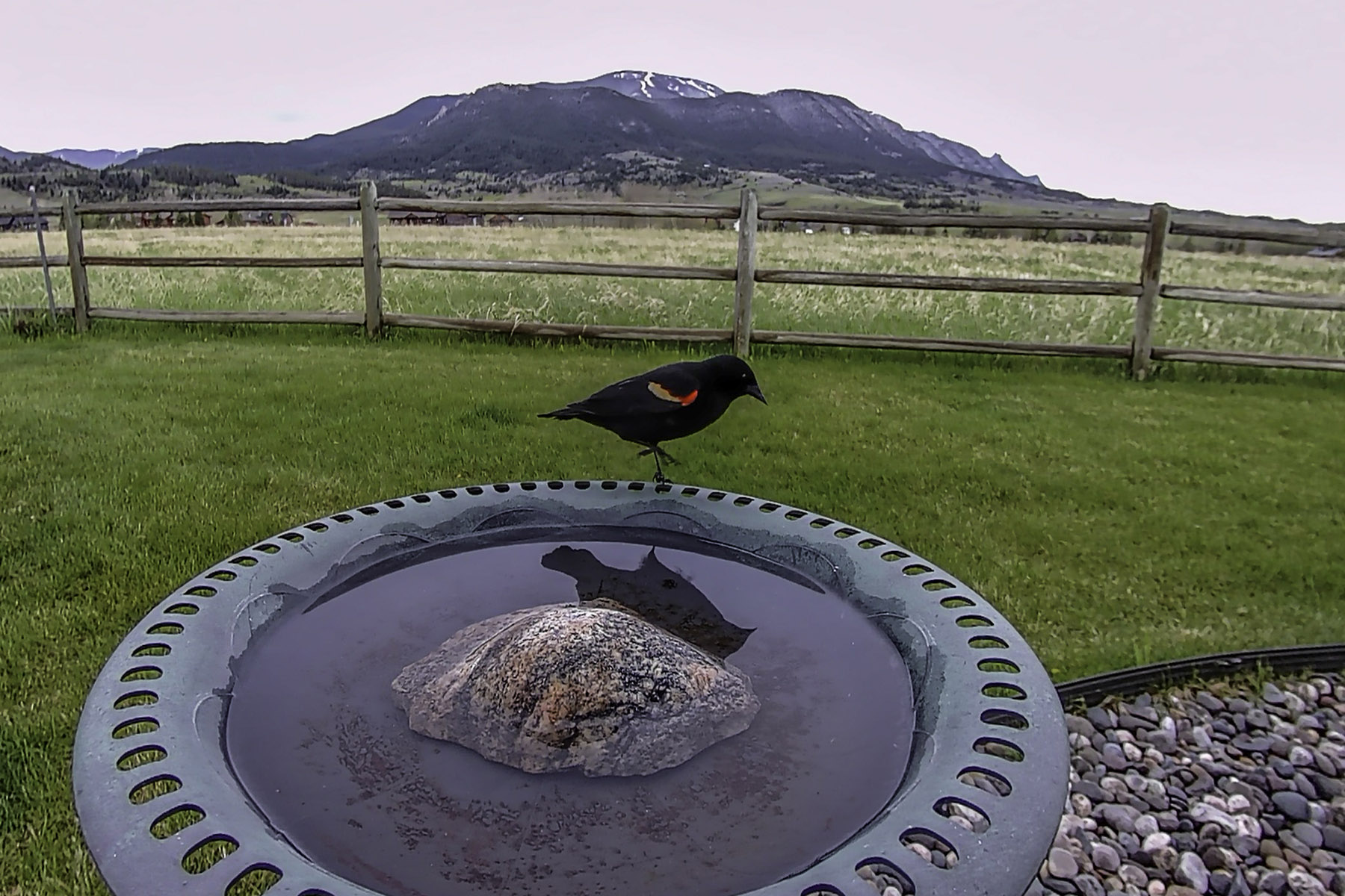 Red-winged blackbird.  Click for next photo.