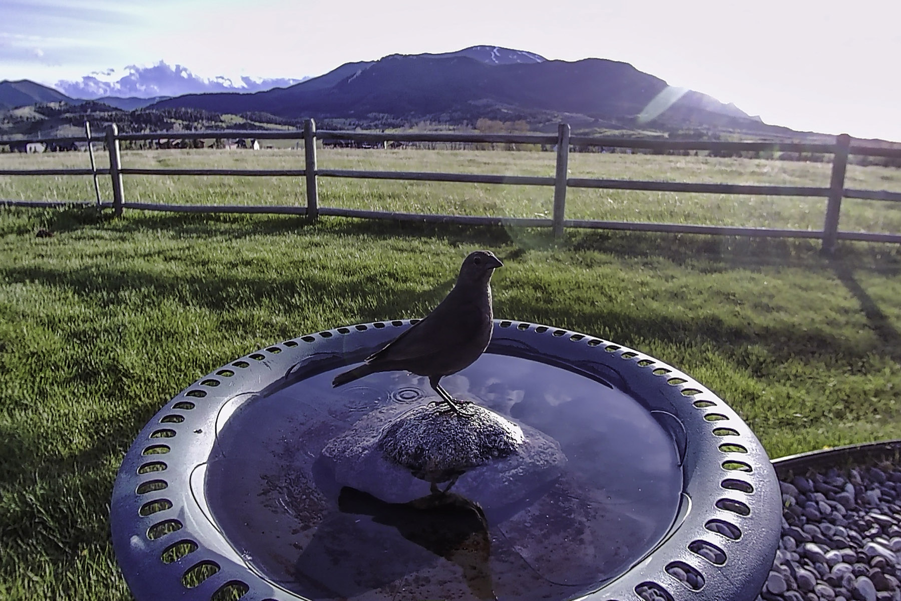 Unidentified, maybe a cowbird.  Click for next photo.