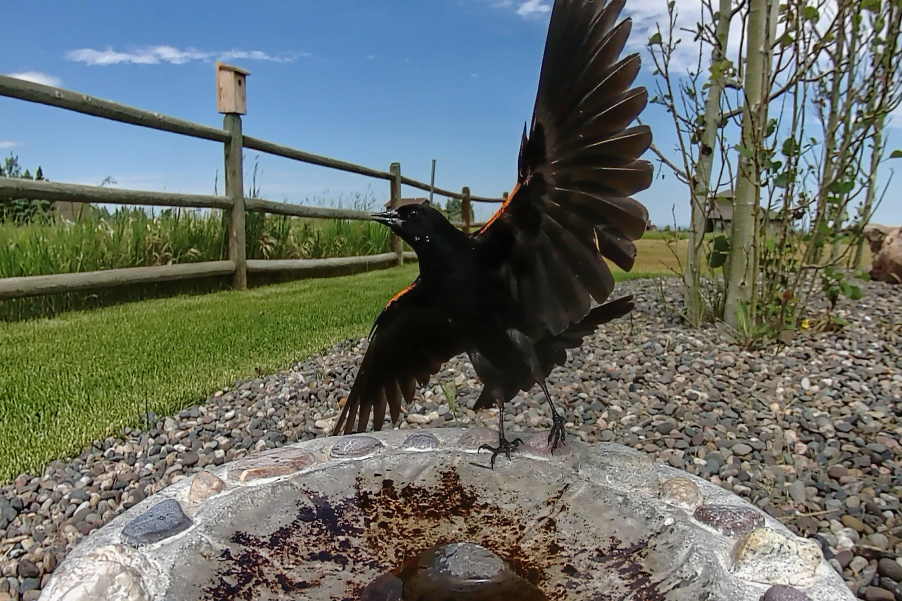 Blackbird, trail camera.  Click for next photo.