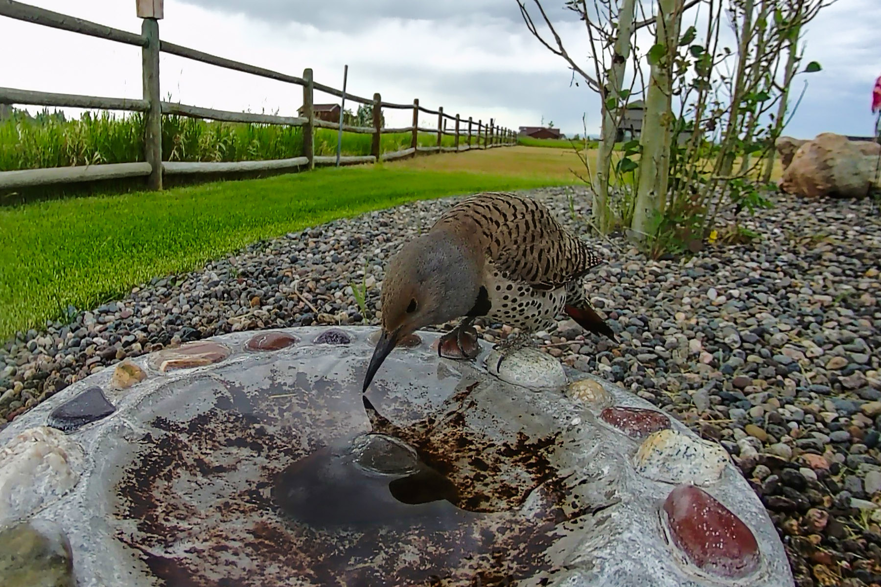 Northern Flicker (female), trail camera.
  Click for next photo.