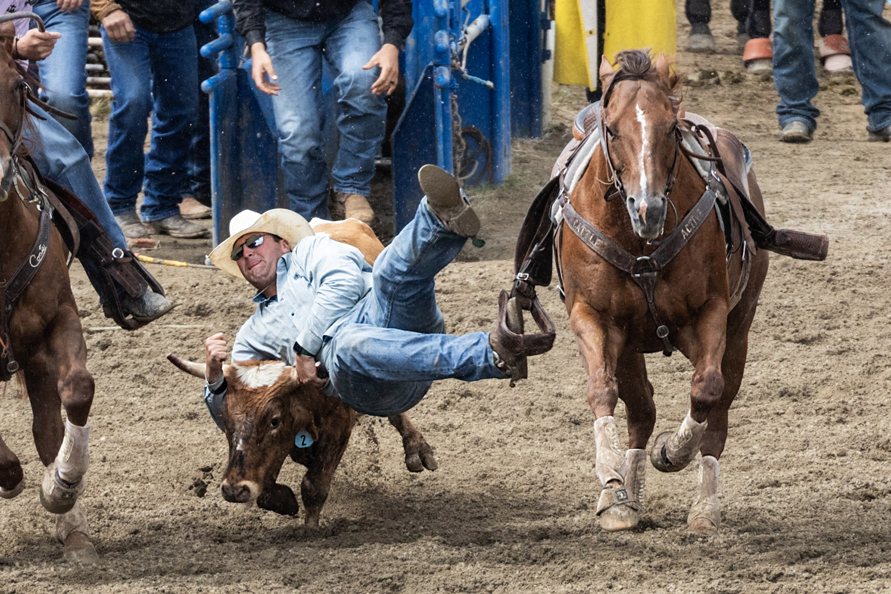 Home of Champions Rodeo, steer wrestling (3 of 3), Red Lodge, July 4.  Click for next photo.