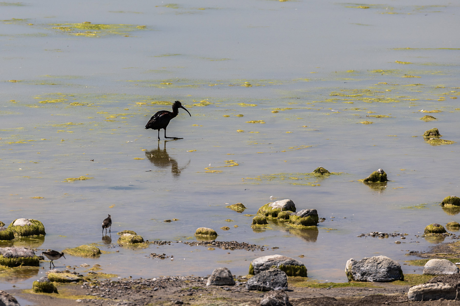 White-faced ibis, Bowdoin NWR, Montana.  Click for next photo.