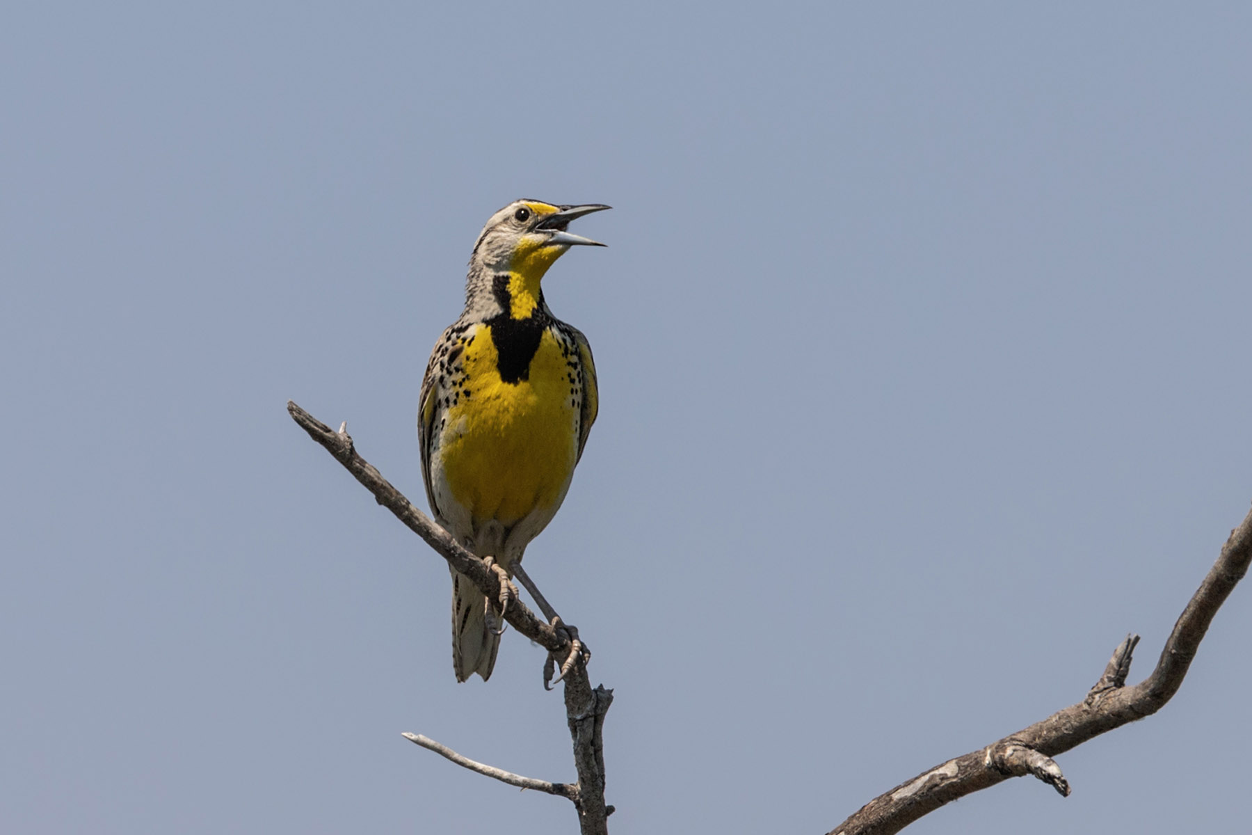 Meadowlark, Bowdoin NWR, Montana.  Click for next photo.