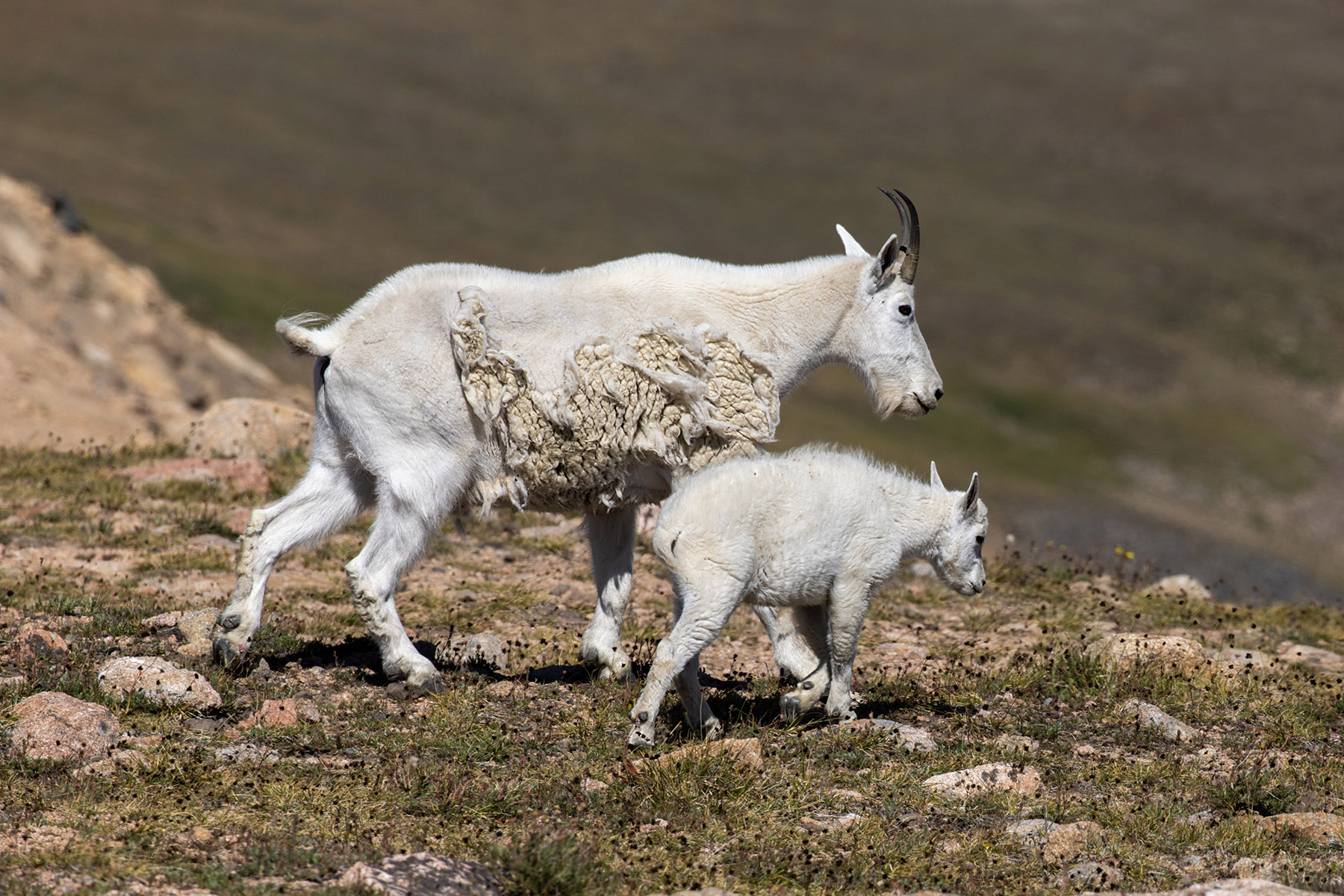 Mountain goats, Beartooth Pass, Wyoming.  Click for next photo.