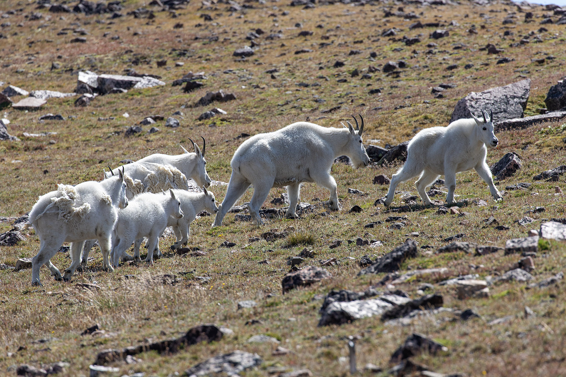 Mountain goats, Beartooth Pass, Wyoming.  Click for next photo.