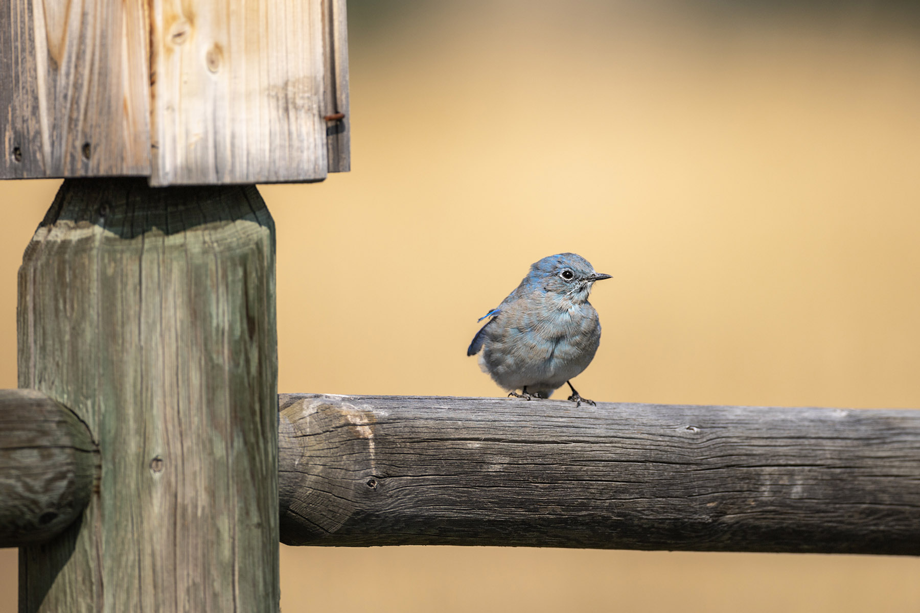 Bluebird on the back fence.  Click for next photo.