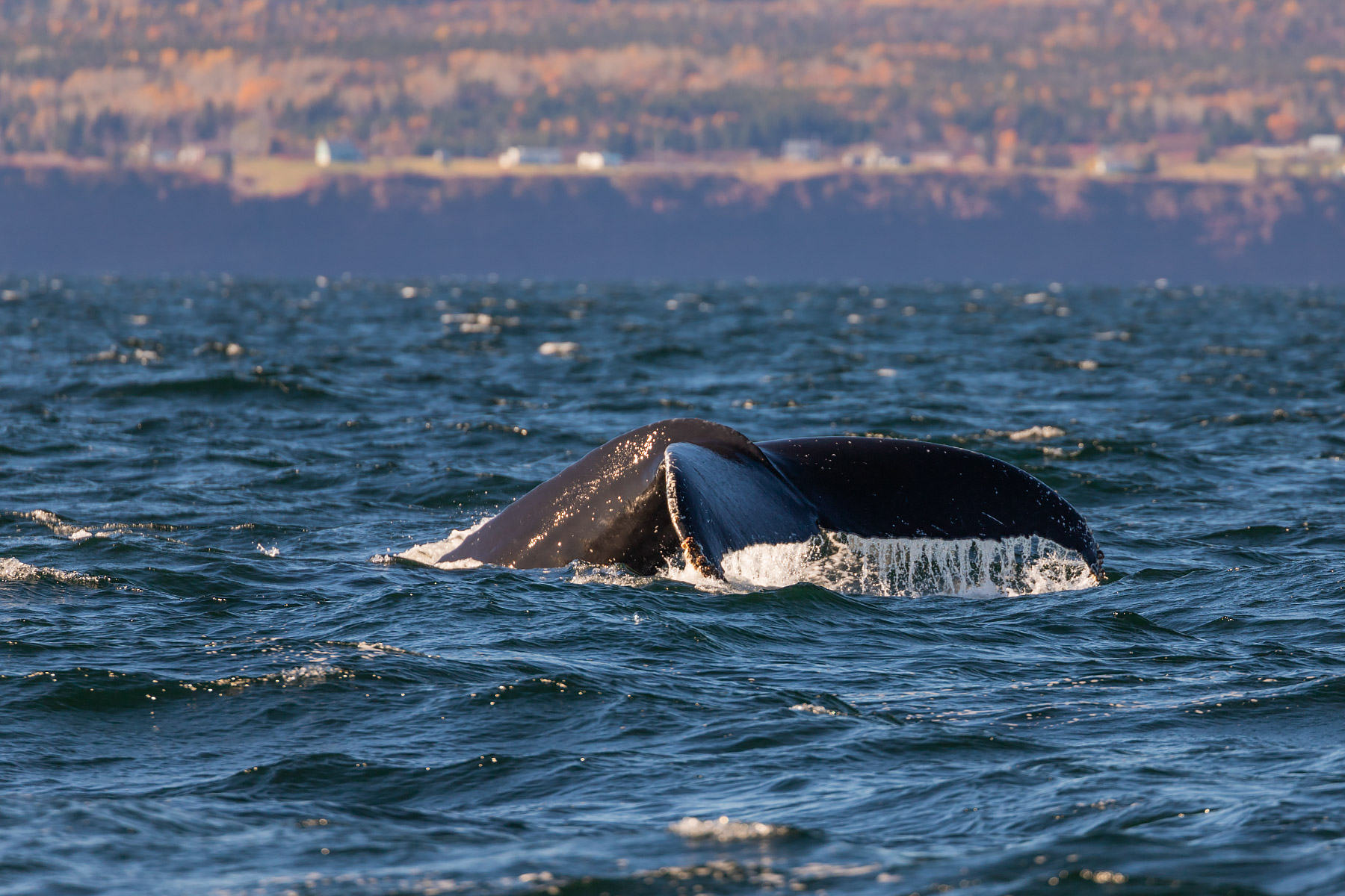 Humpback whale, Gaspe, Quebec.  Click for next photo.
