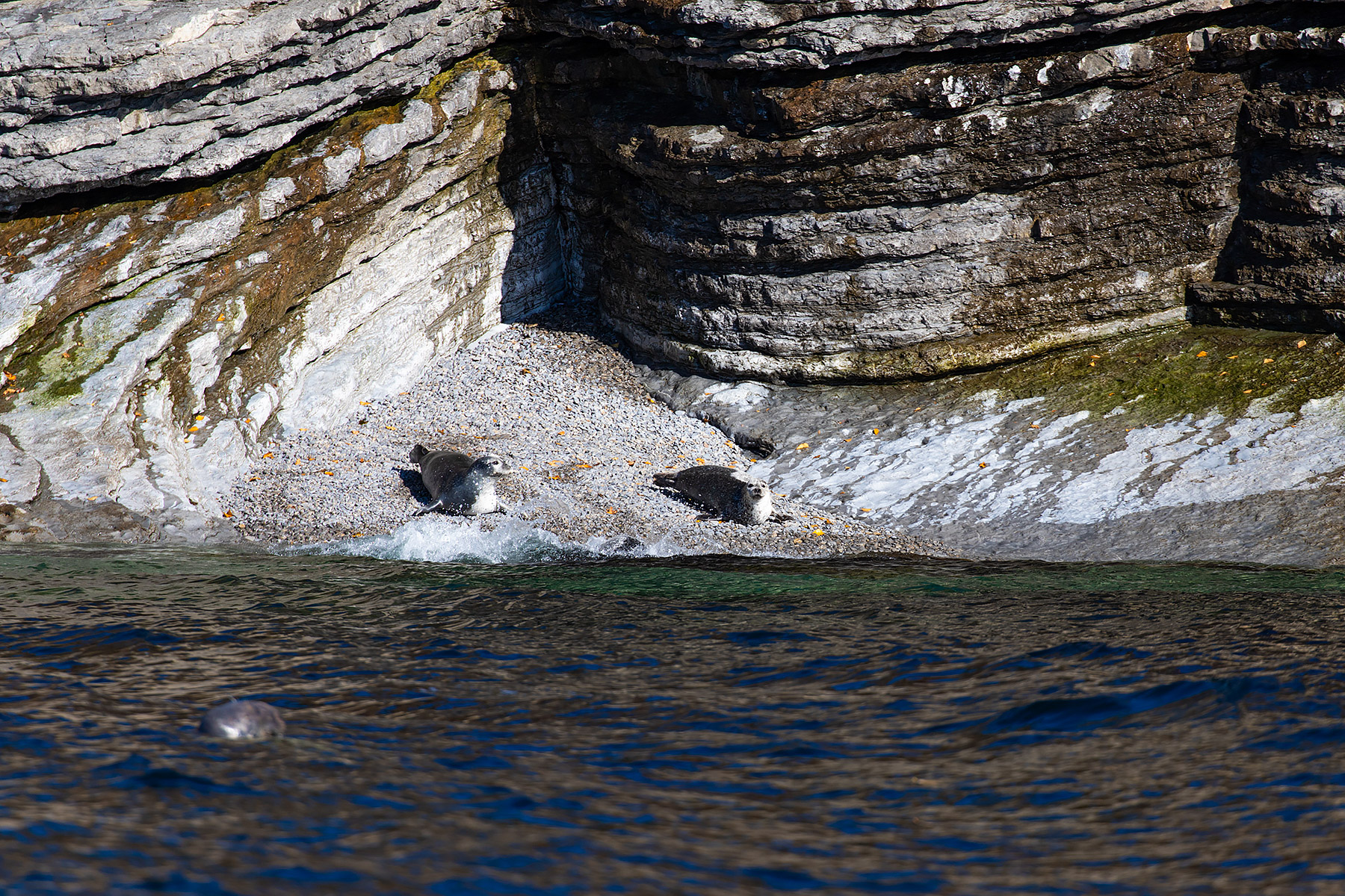 Seals, Gaspe, Quebec.  Click for next photo.