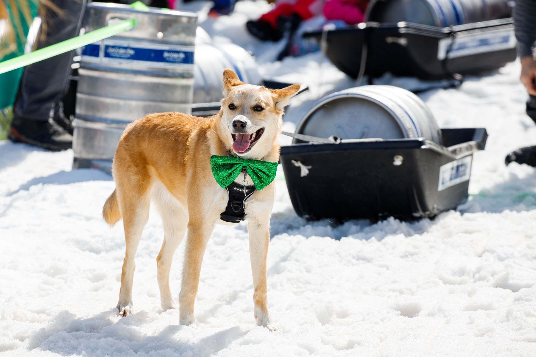 This dog seemed more interested in looking good for St. Patricks Day than pulling the sled in the Red Lodge Ales Dog Pull.  Click for next photo.