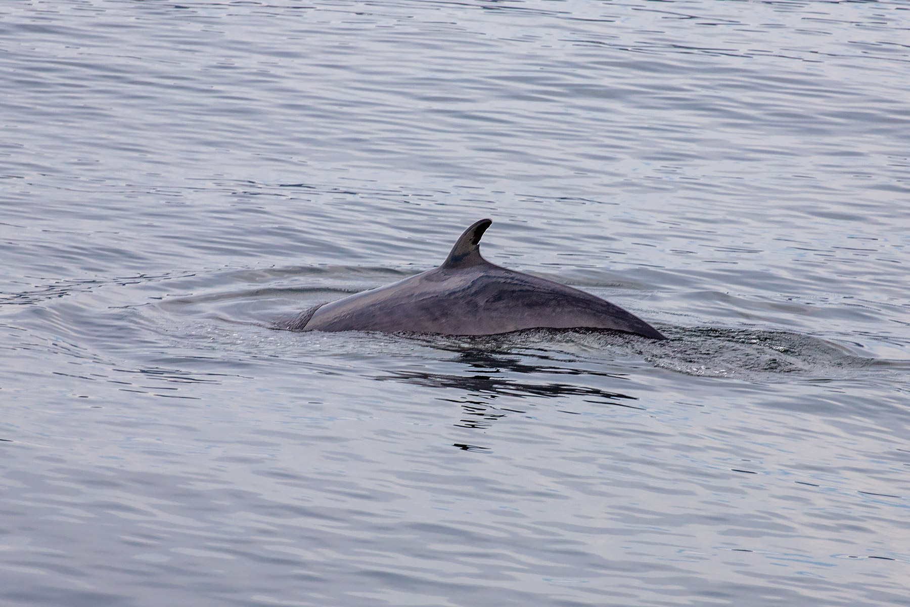 Minke whale close to the dock, Baie Comeau, Quebec.  Click for next photo.