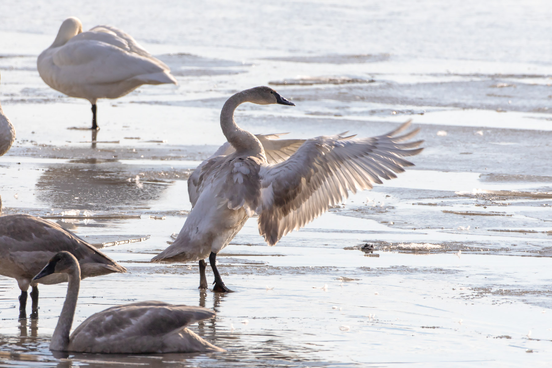 Trumpeter swan flapping, Loess Bluffs NWR, Missouri.  Click for next photo.