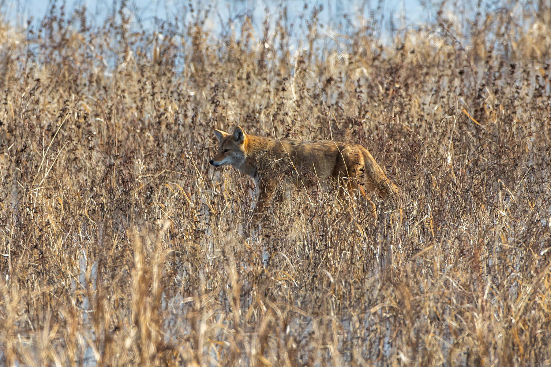 Coyote patrolling the pond, Loess Bluffs NWR, Missouri.  Click for next photo.