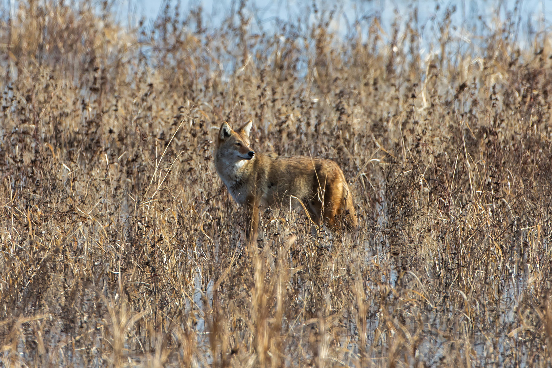 Coyote looking around, Loess Bluffs NWR, Missouri.  Click for next photo.