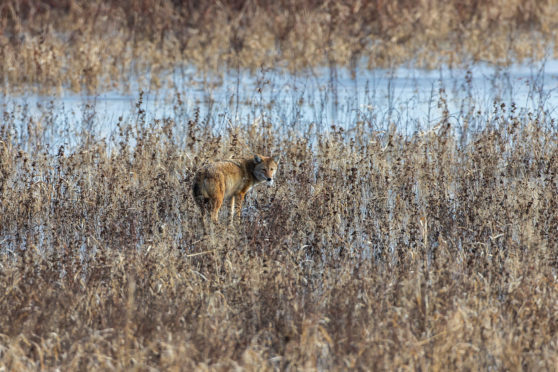 Coyote has a mouthful of feathers after finding something, Loess Bluffs NWR, Missouri.  Click for next photo.