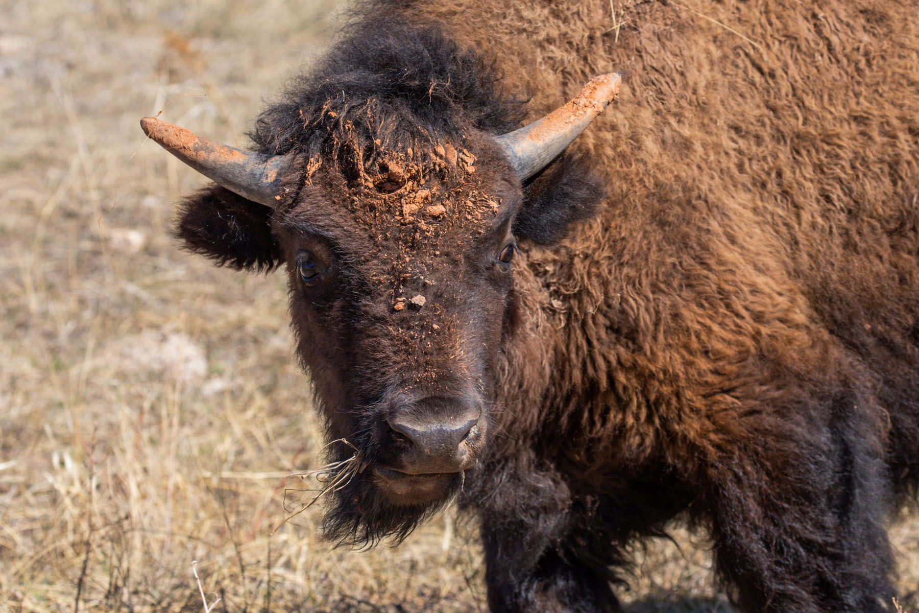 On the trip down to Texas, young bison with a muddy face, Custer State Park, SD.  Click for next photo.