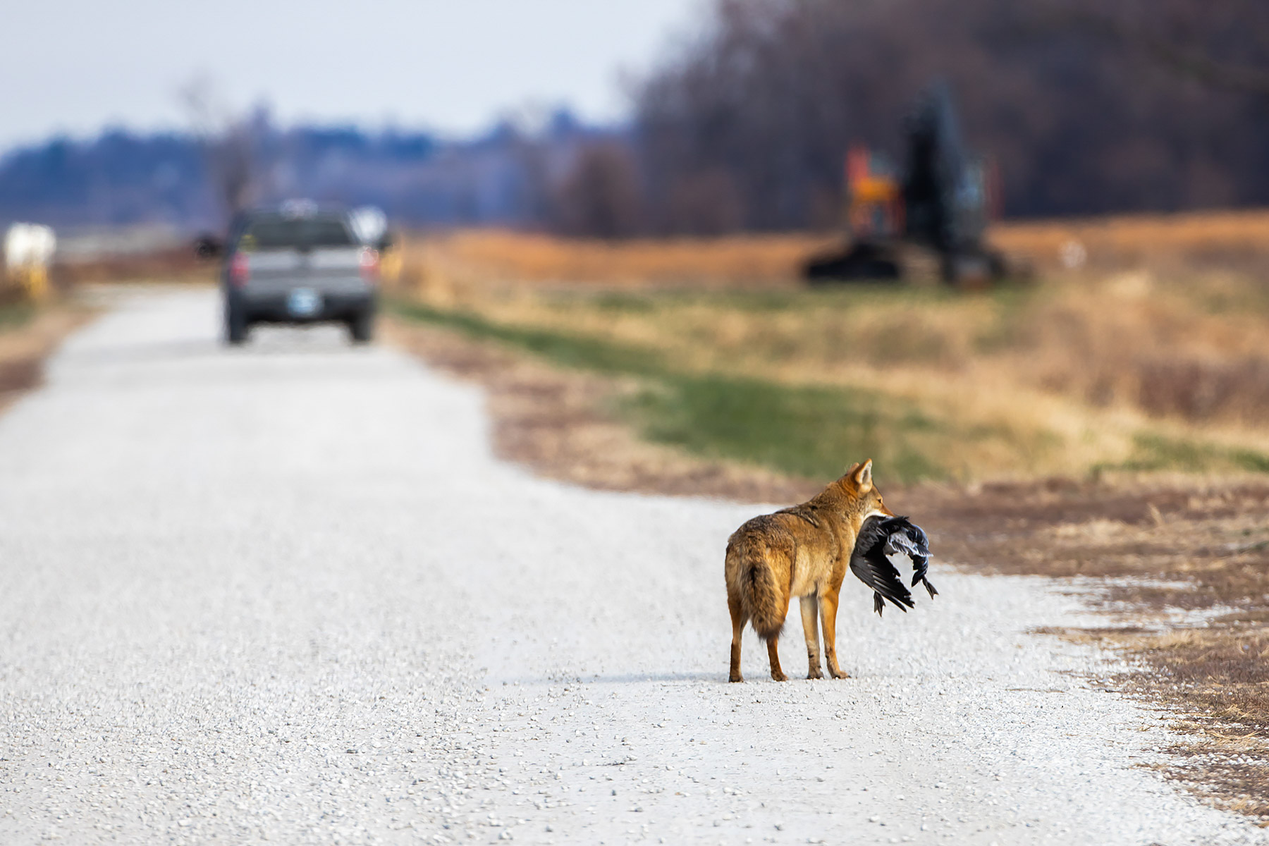 Coyote looks for somewhere to stash its find, Loess Bluffs NWR, Missouri.  Eventually it hid the bird in a ditch and resumed hunting.  Click for next photo.
