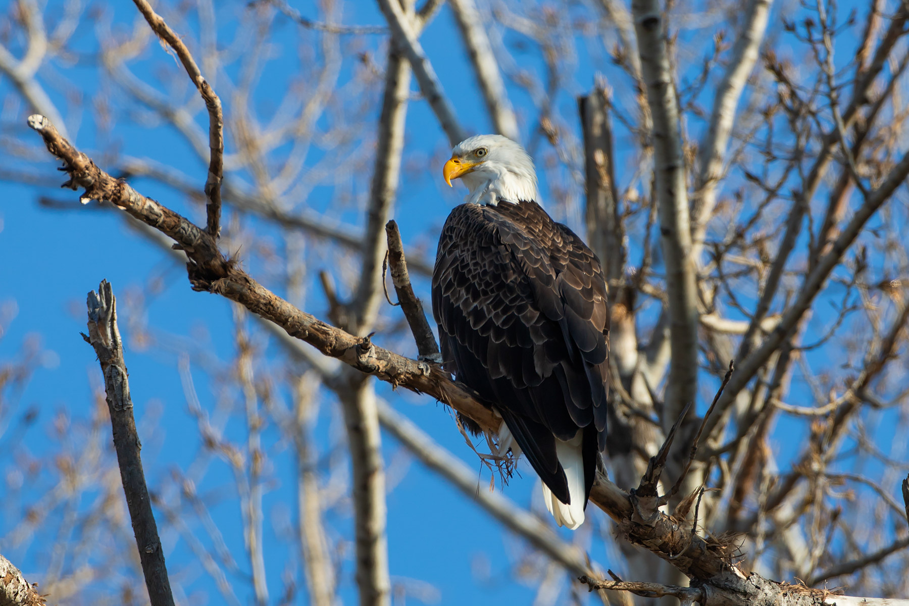 Bald eagle, Loess Bluffs NWR, Missouri.  Click for next photo.