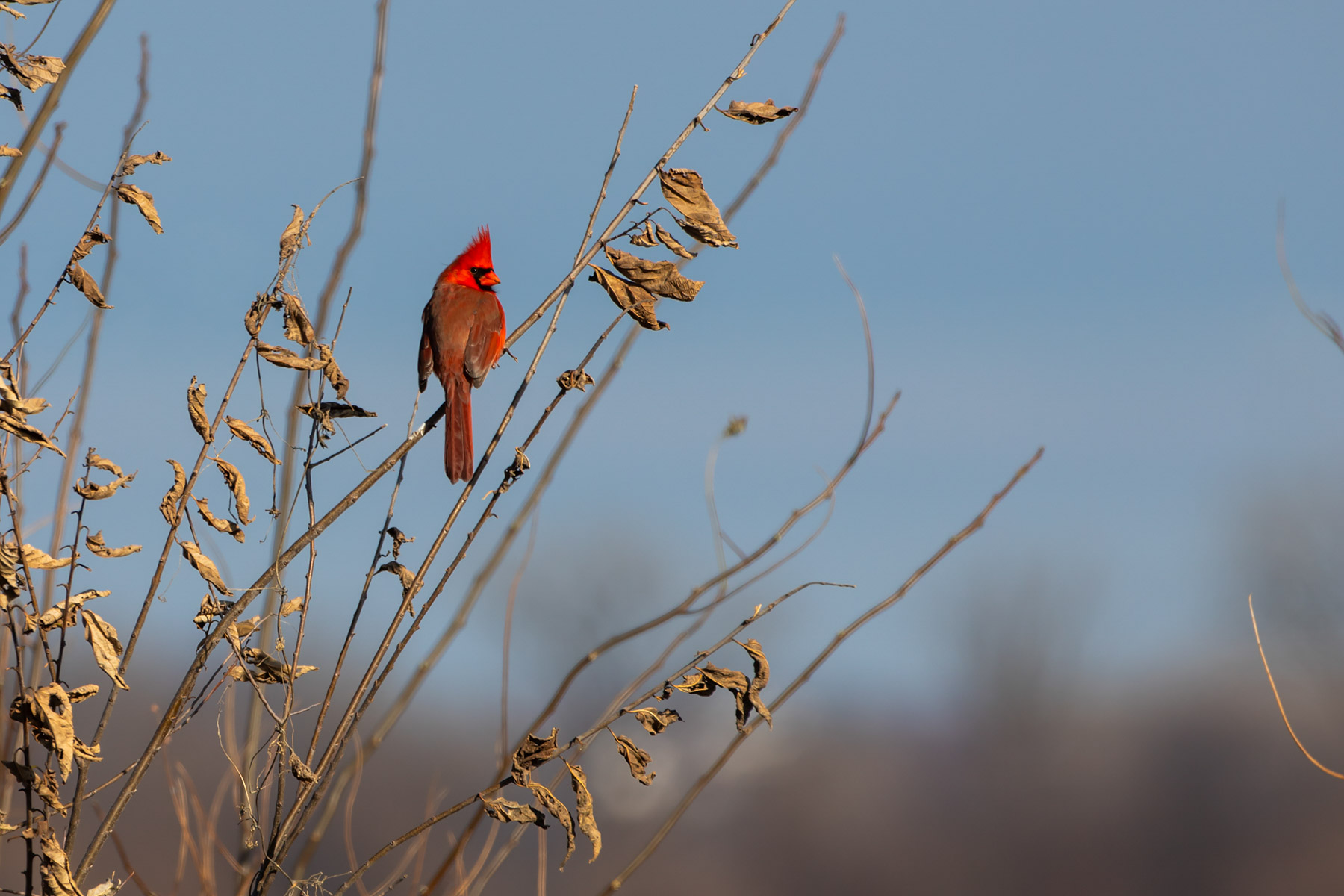 Cardinal, Loess Bluffs NWR, Missouri.  Click for next photo.