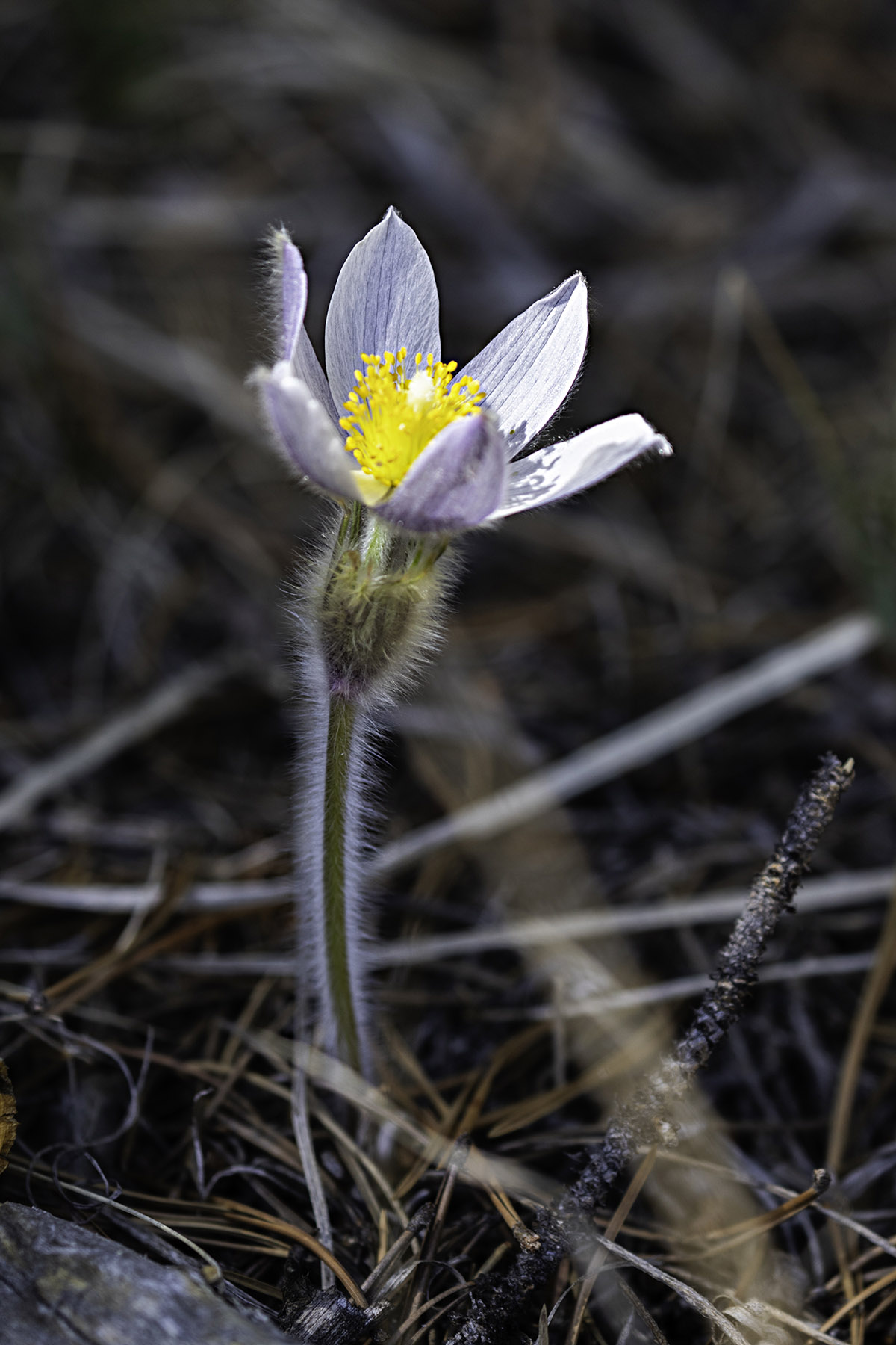 Prairie crocuses, out in the woods.  Click for next photo.