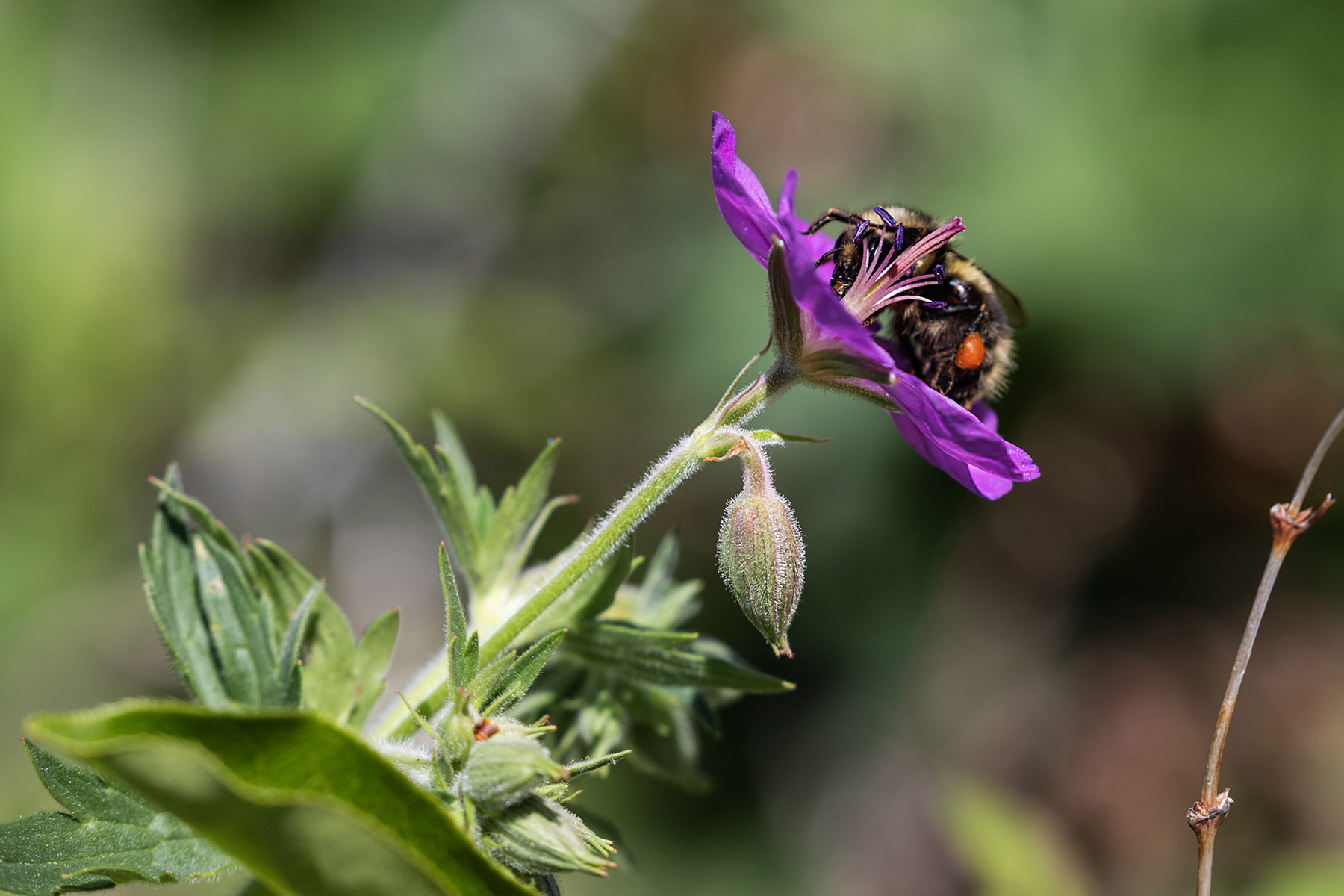 Bee, Palisades Trail, Red Lodge, MT.  Click for next photo.