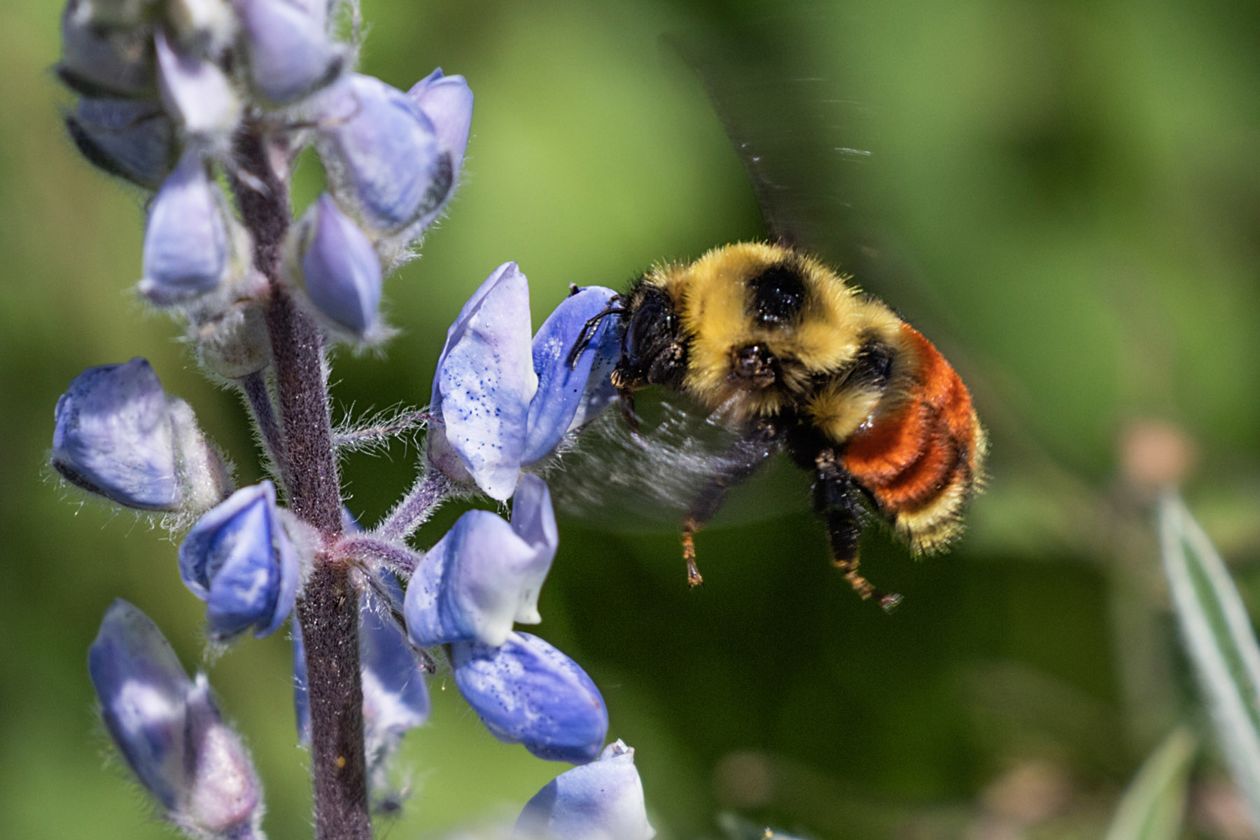 Bee, Palisades Trail, Red Lodge, MT.  Click for next photo.