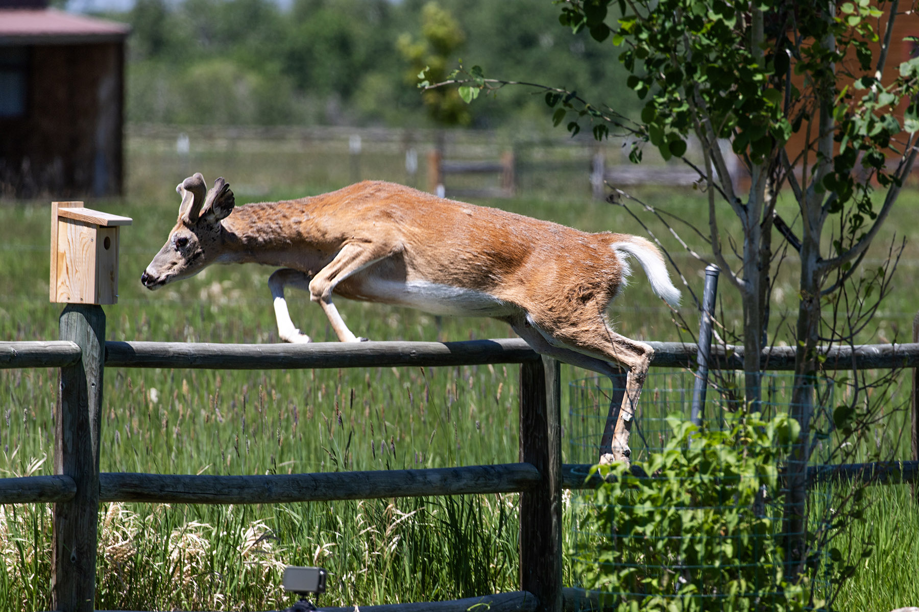 Deer with the lopsided antlers (and probably blind in one eye) takes the fence.  Click for next photo.