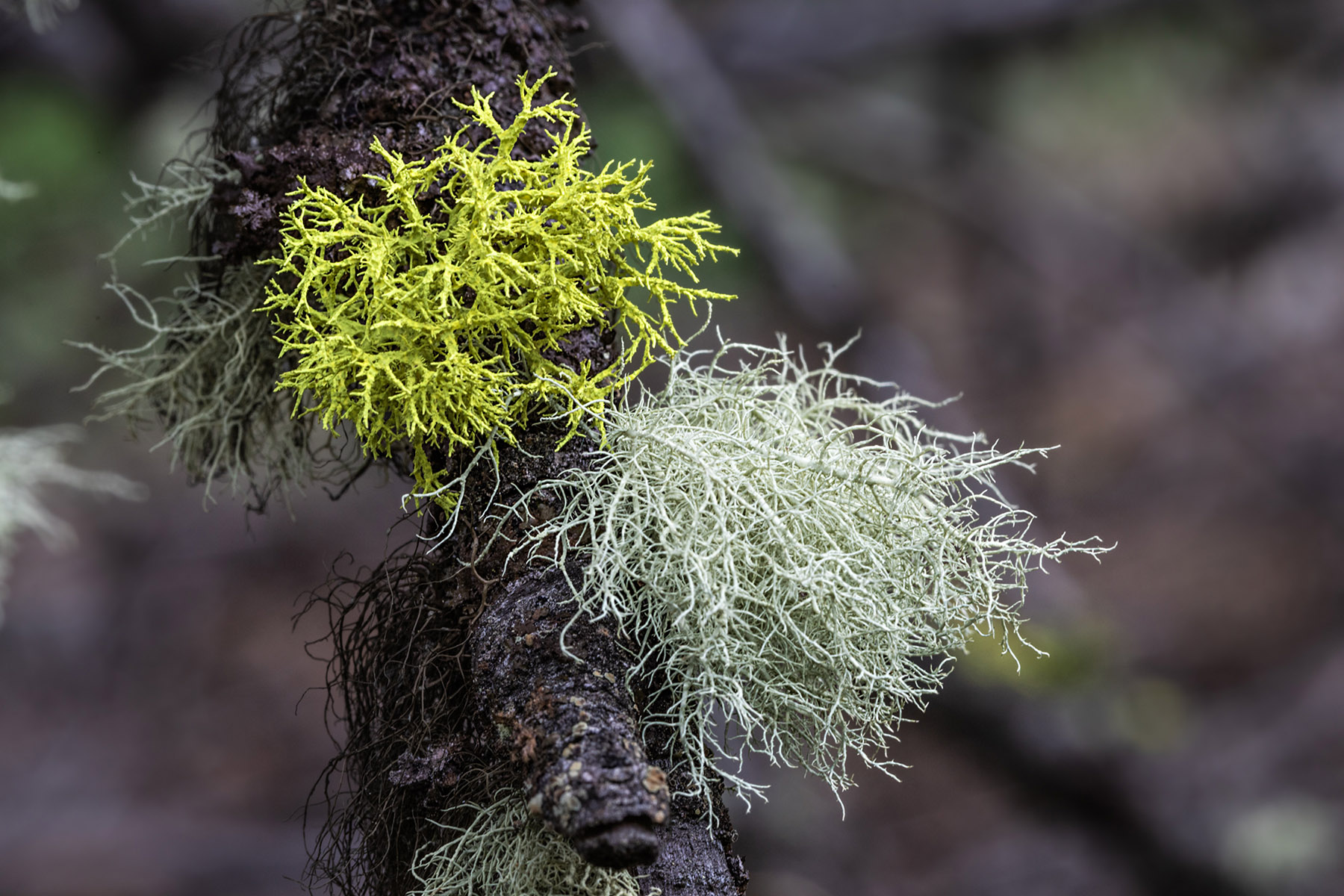 Moss in the national forest.  Click for next photo.
