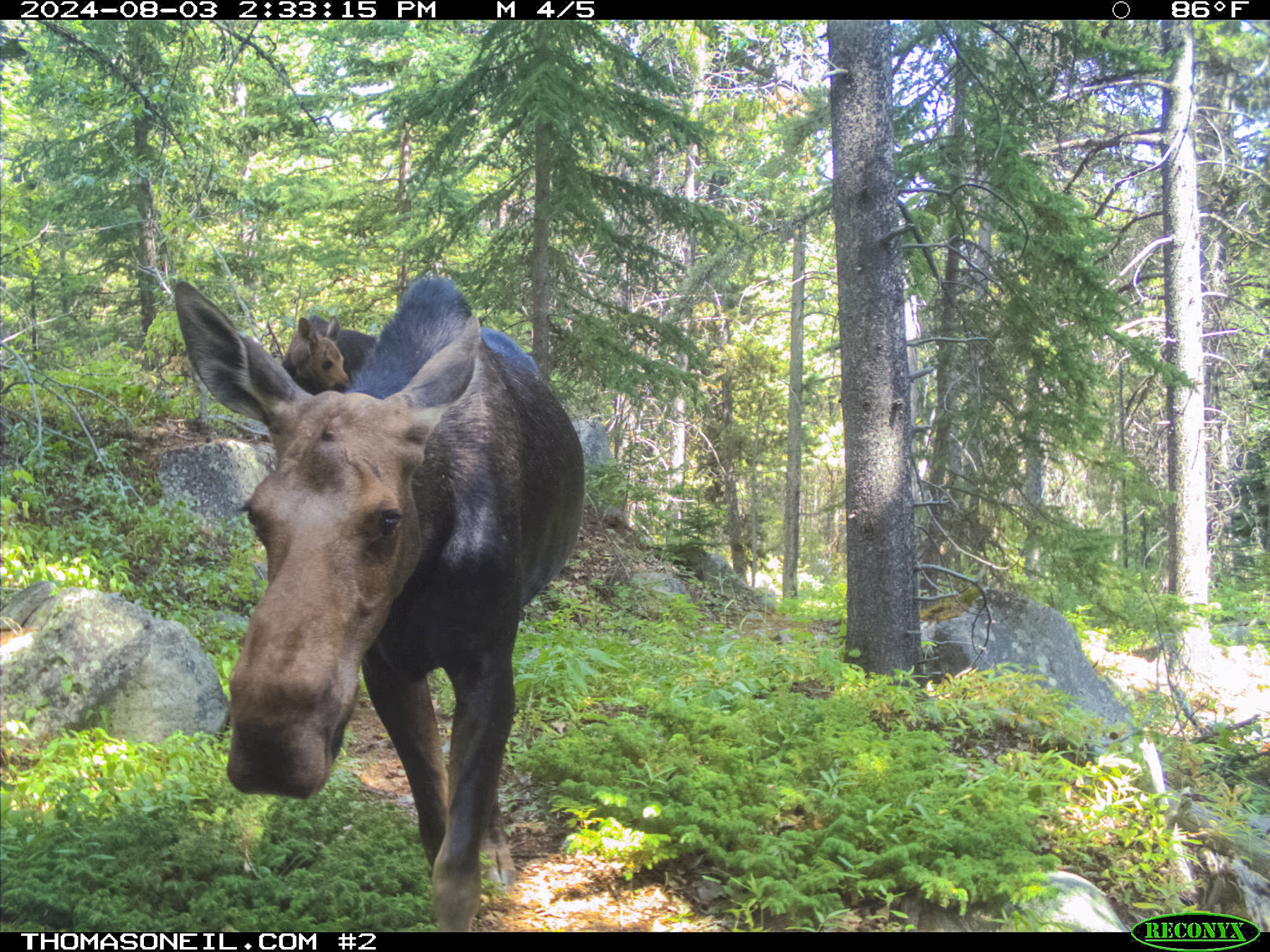 Moose in Custer Gallatin National Forest south of Red Lodge, Montana.  Click for next photo.