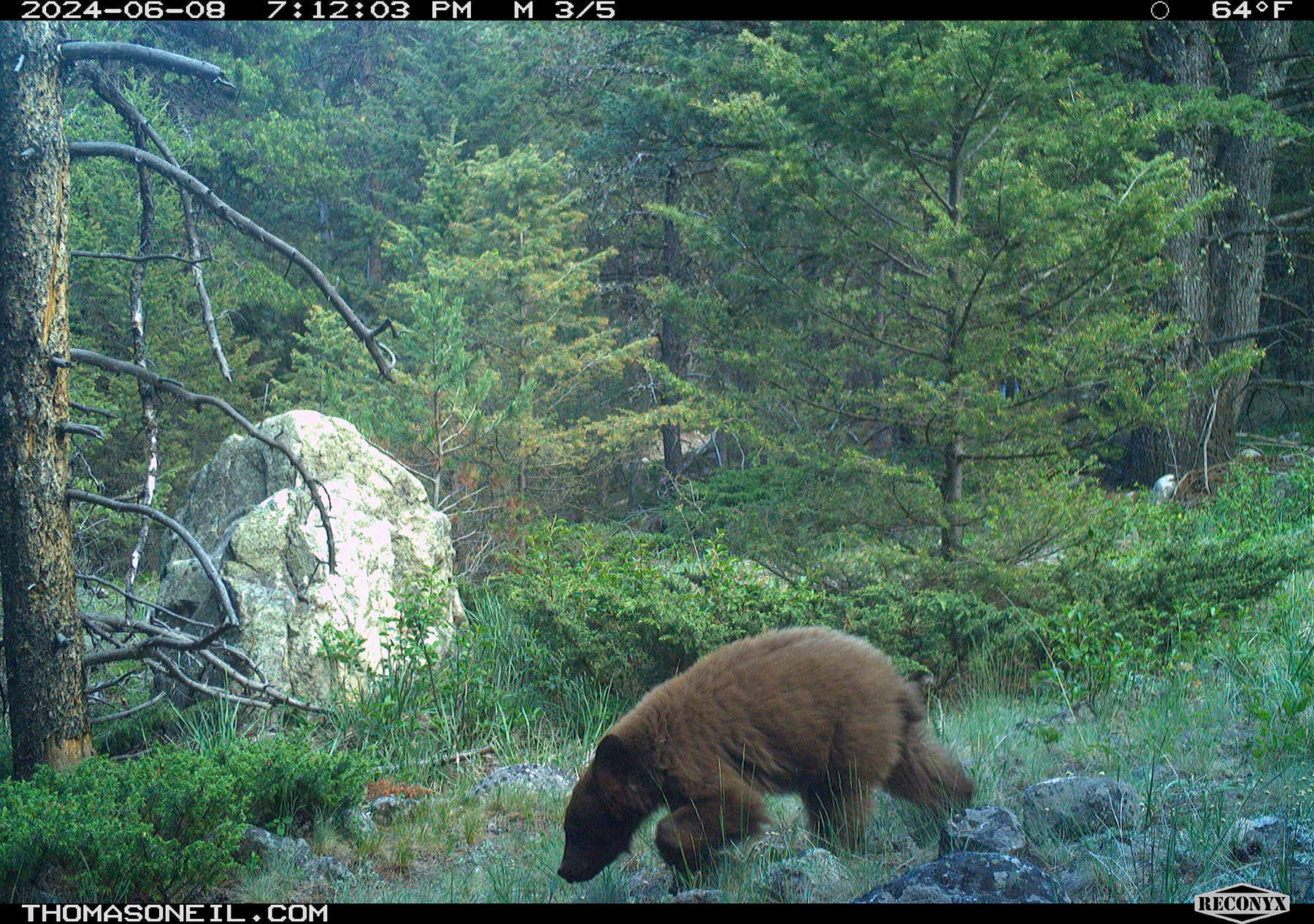 Cinnamon-colored black bear yearling on trailcam, Custer National Forest.  Click for next photo.