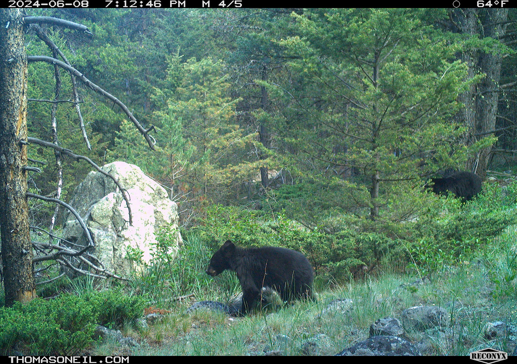 Black bear yearling with mama in the background, trailcam, Custer National Forest.  Click for next photo.