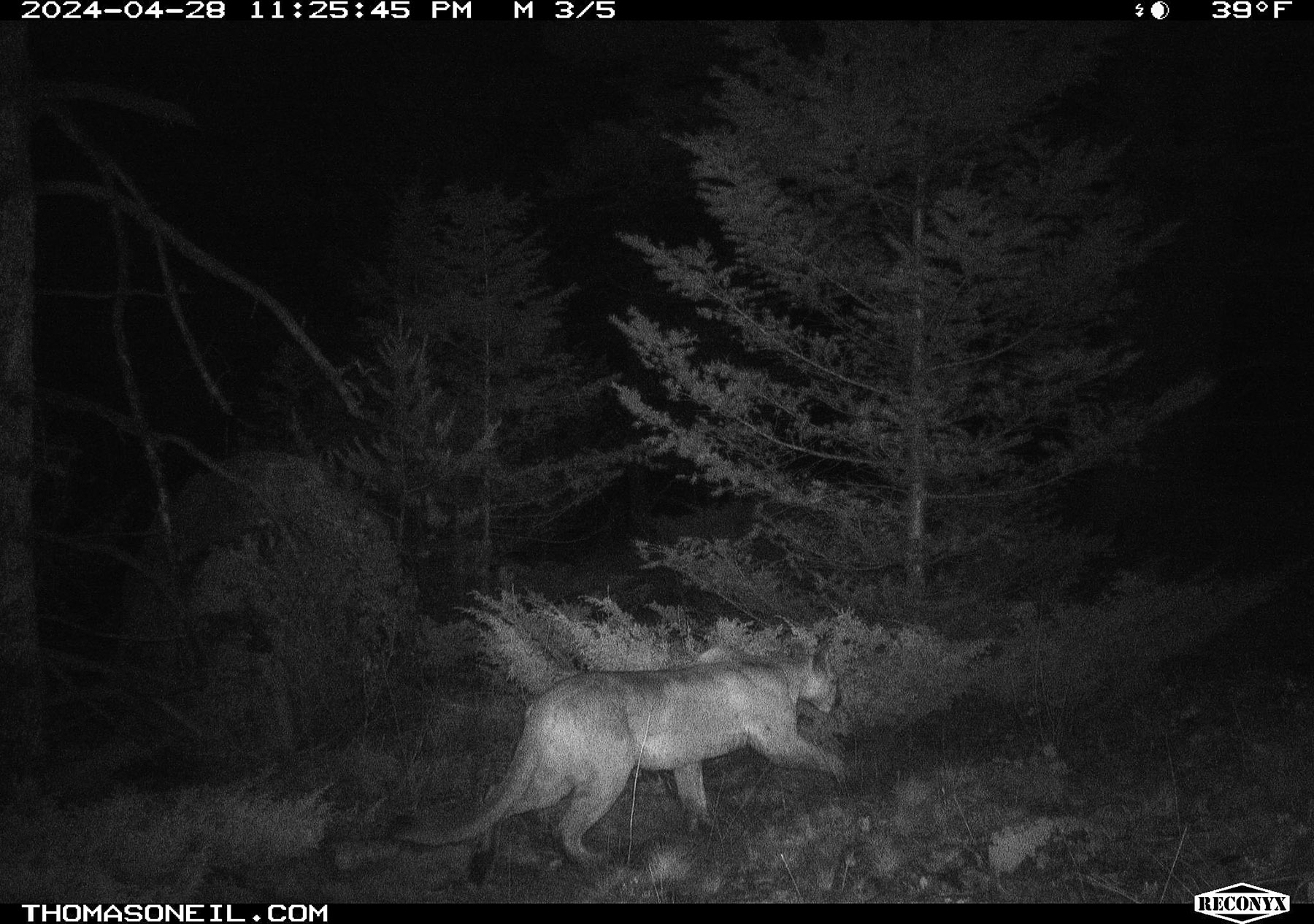 Mountain lion on trailcam.  Click for next photo.