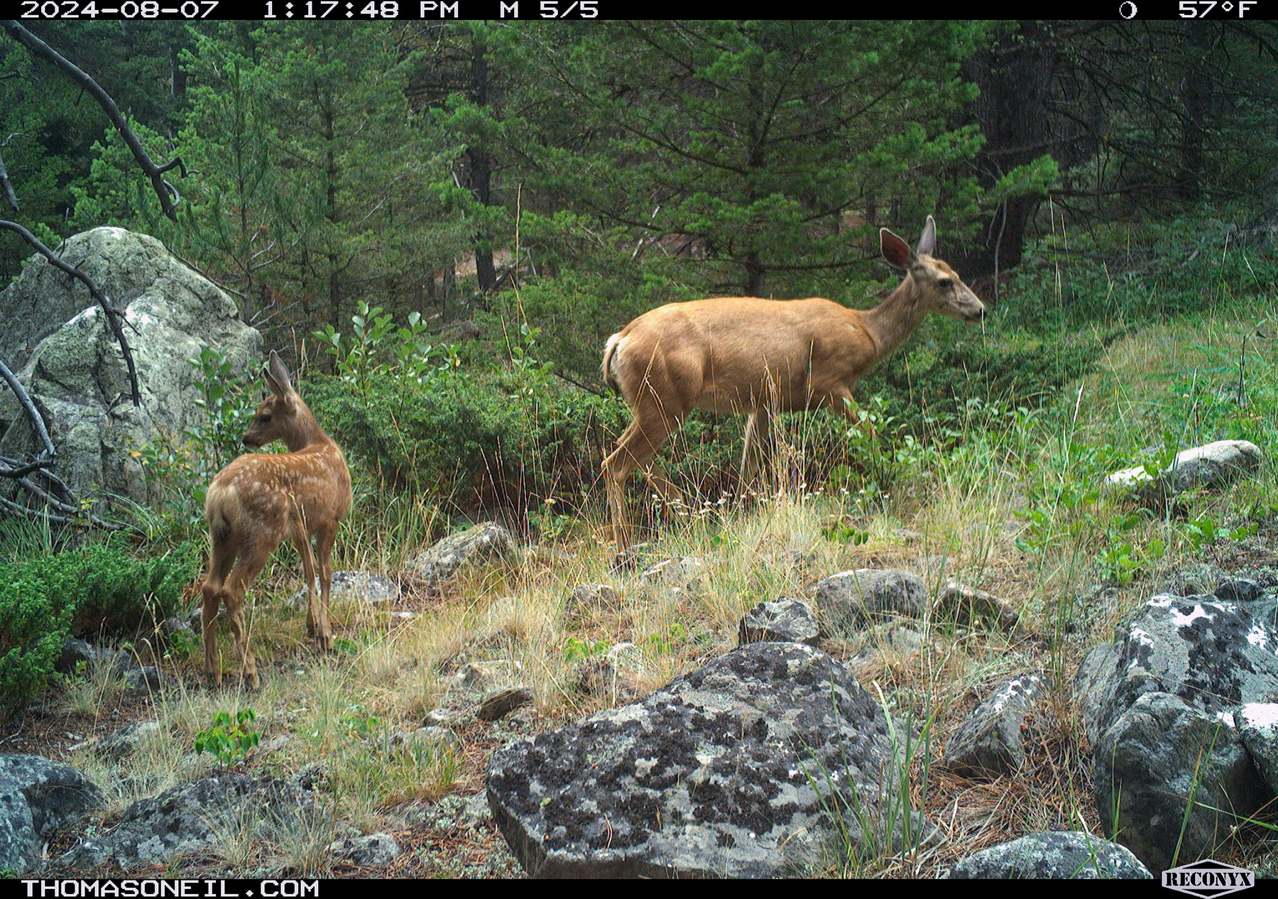 Deer in Custer Gallatin National Forest south of Red Lodge, Montana.  Click for next photo.