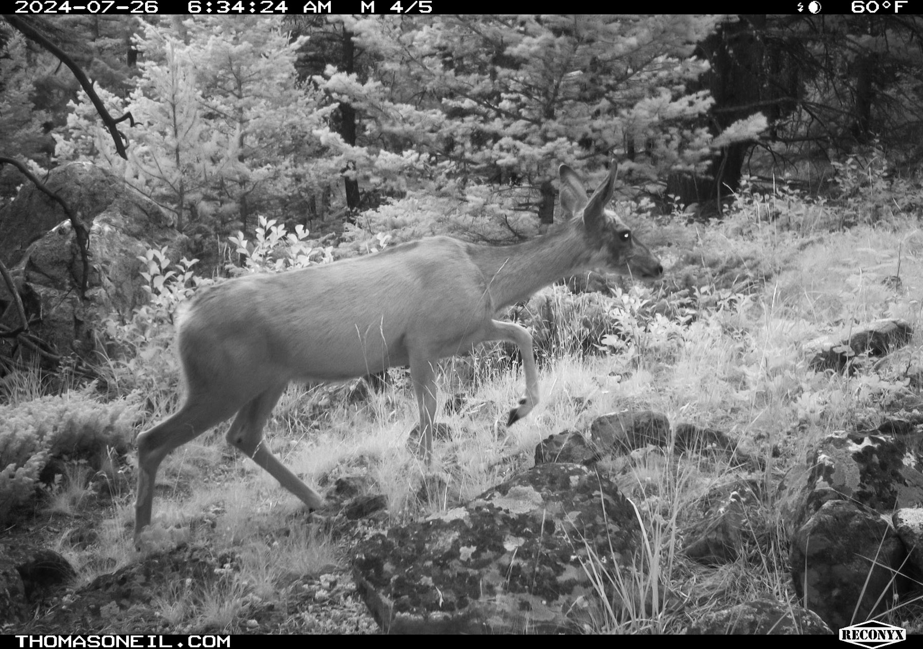 Deer in Custer Gallatin National Forest south of Red Lodge, Montana.  Click for next photo.