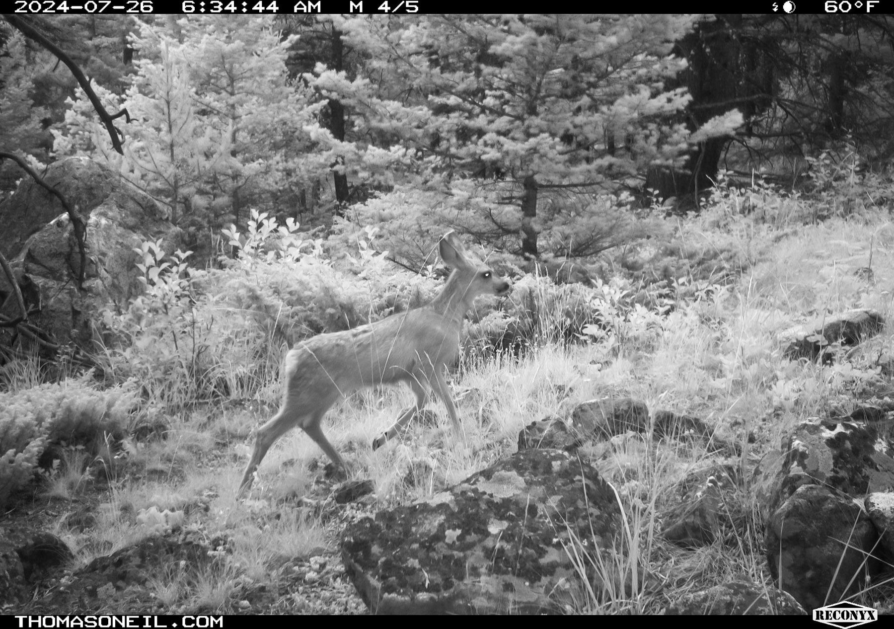 Deer in Custer Gallatin National Forest south of Red Lodge, Montana.  Click for next photo.