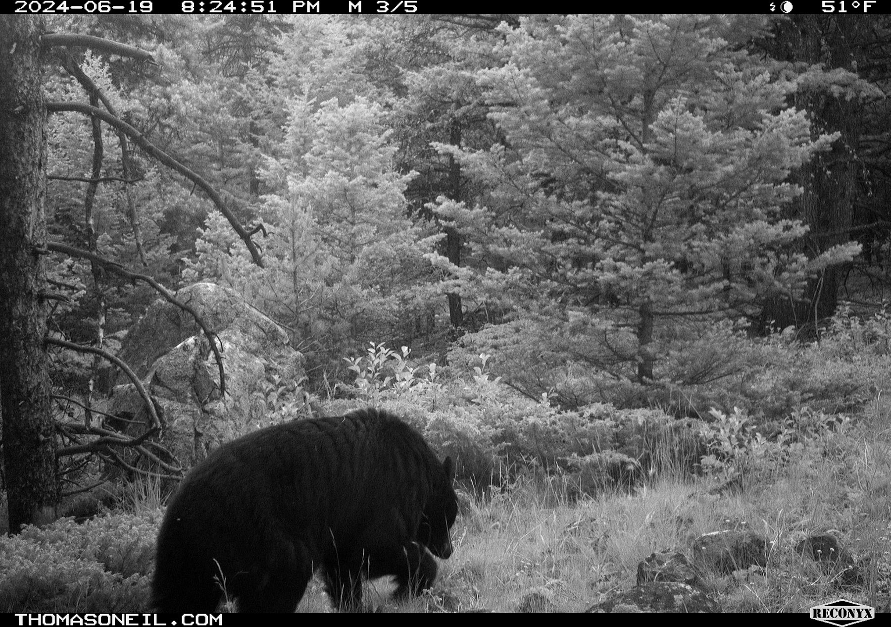 Black bear mother on trailcam (infrared flash), Custer National Forest.  Click for next photo.