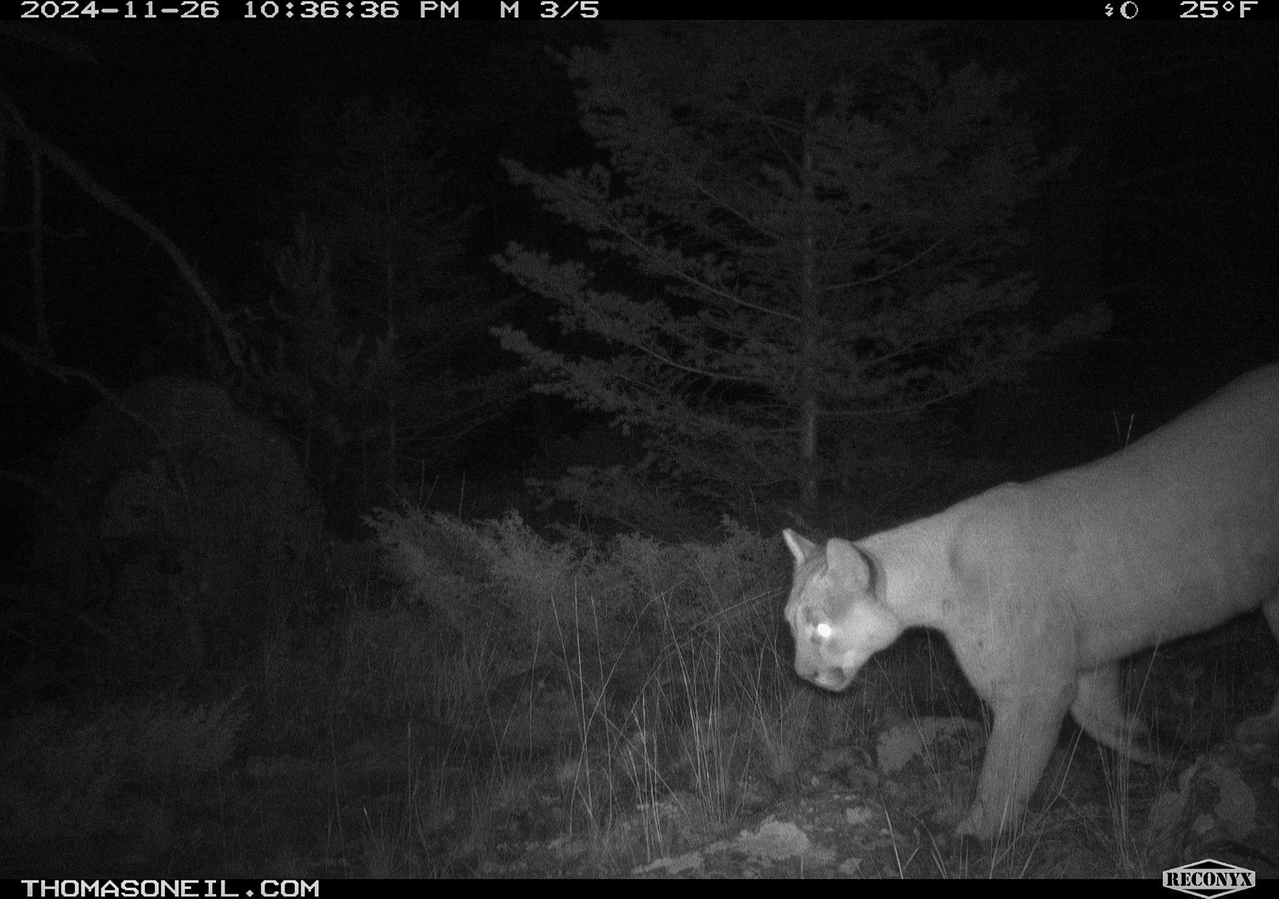 Mountain lion in Custer National Forest near Red Lodge, MT.  Click for next photo.