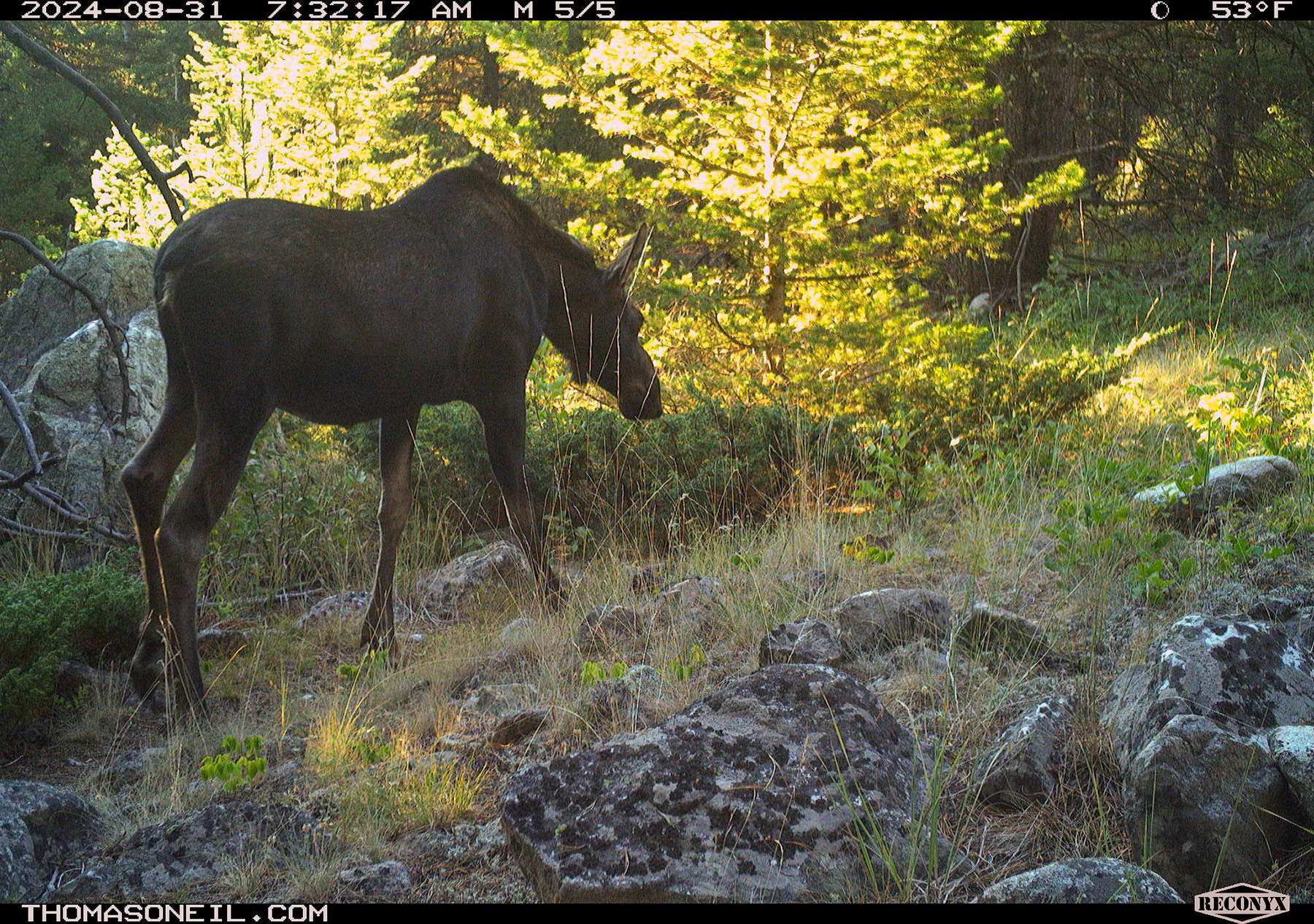 Moose in Custer Gallatin National Forest south of Red Lodge, Montana.  Click for next photo.