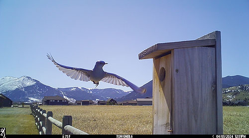 Bluebird on trailcam.
