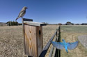 Bluebird on trailcam.