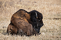 On the trip down to Texas, bison in Custer State Park, SD.