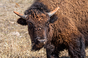 On the trip down to Texas, young bison with a muddy face, Custer State Park, SD.