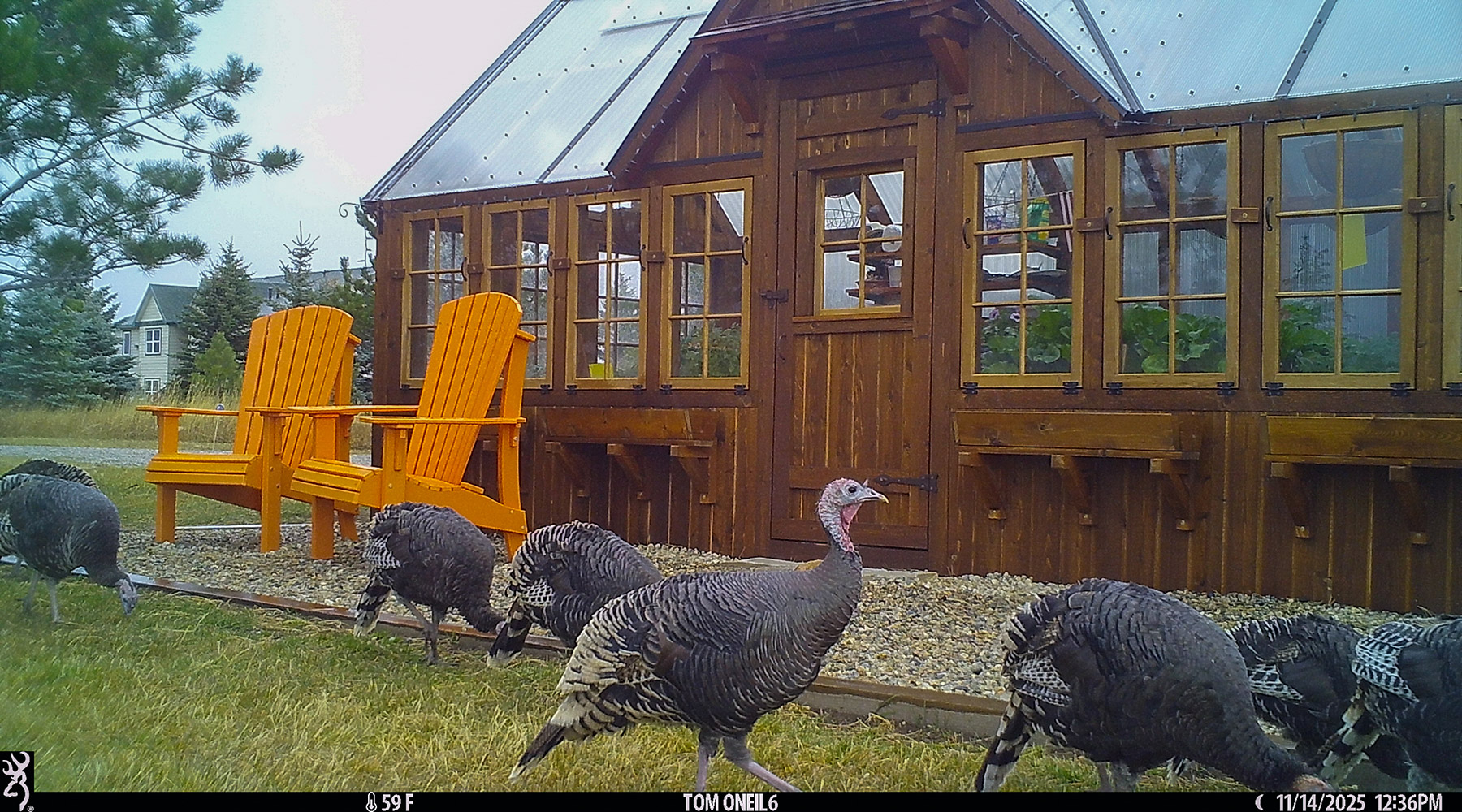 Turkeys at my greenhouse, Red Lodge, MT.  Click for next photo.