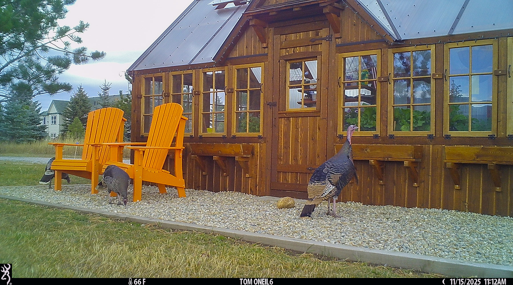 One of the turkeys wants to see what�s in my greenhouse, Red Lodge, MT.  Click for next photo.