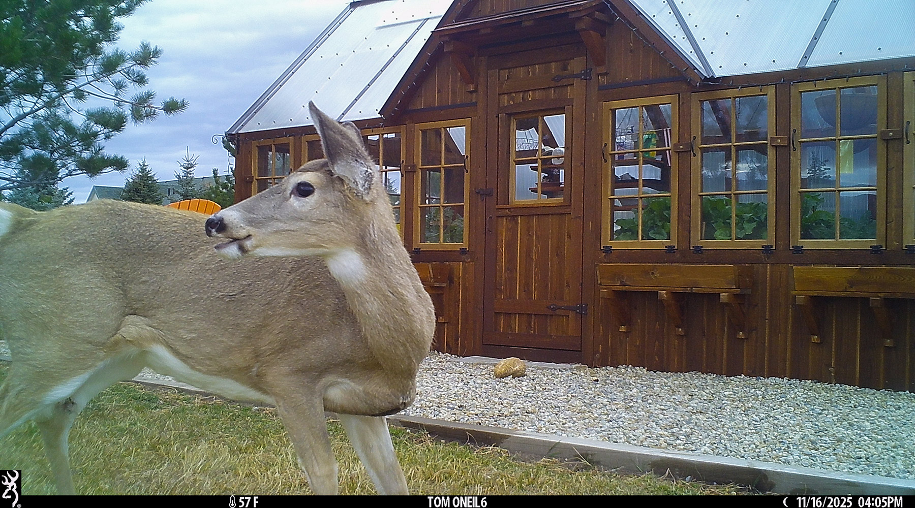 Deer at my greenhouse, Red Lodge, MT.  Click for next photo.